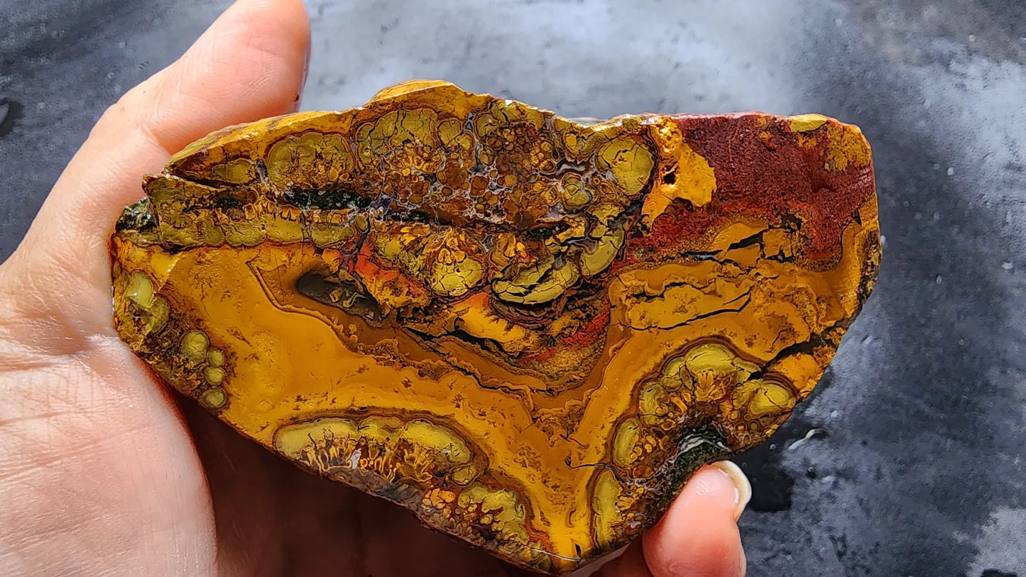 Beautiful Jasper Pair