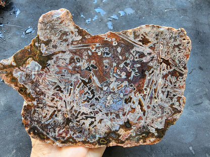 Natural Agate Display