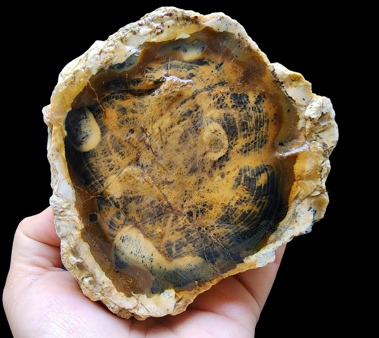 Opalized  Wood