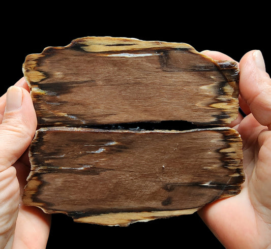 Petrified Wood