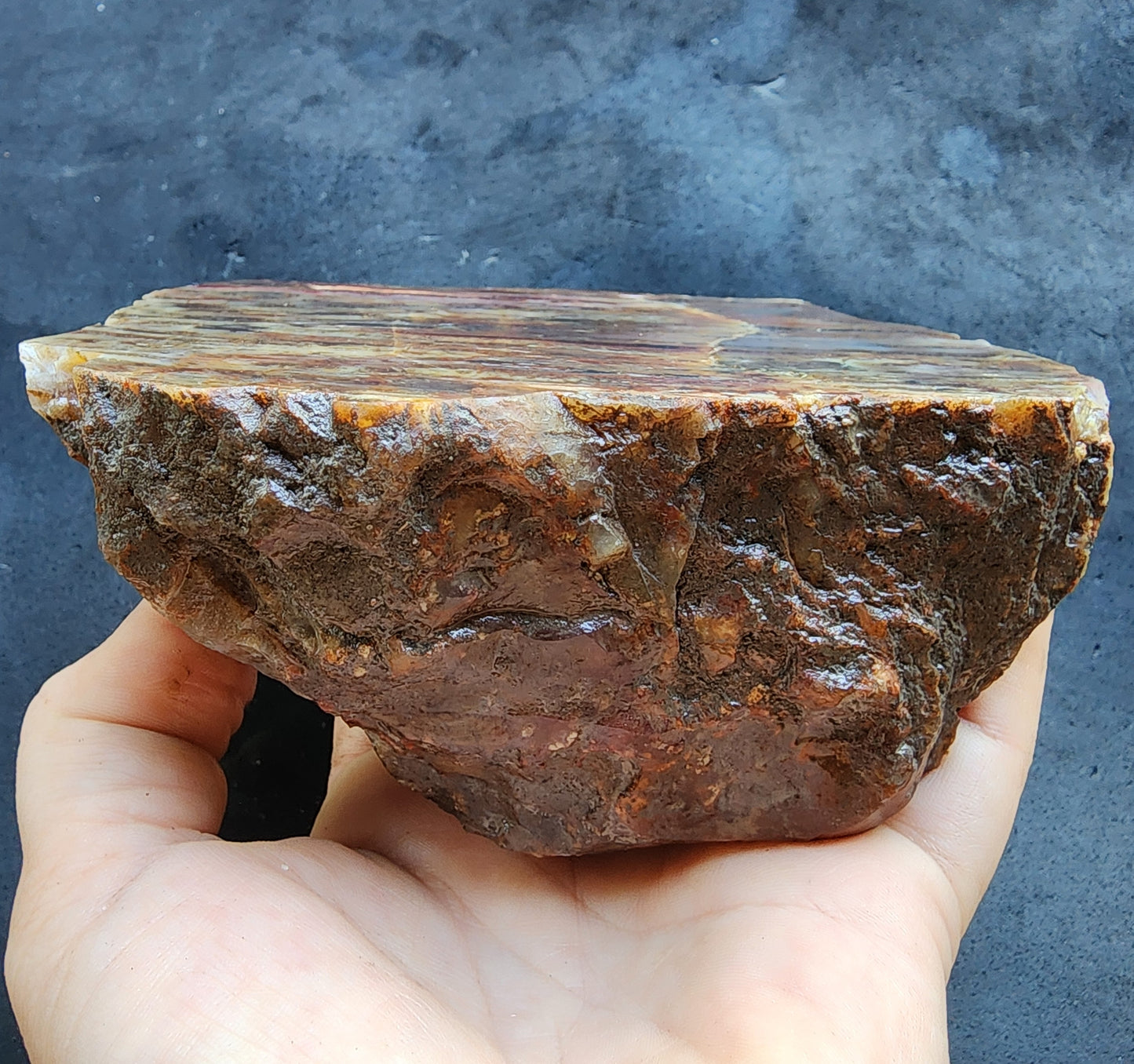 Agatized Petrified Wood - #tag1# - #tag2#