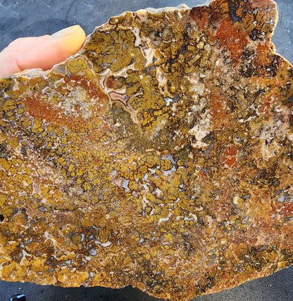 Large Plume Agate