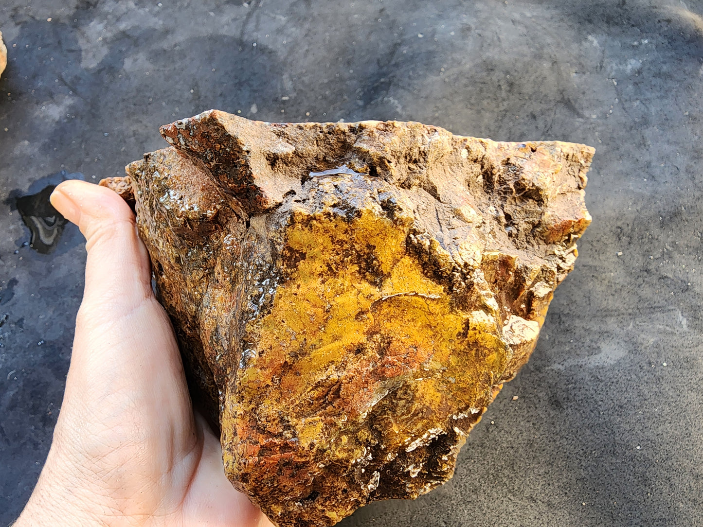 Large Plume Agate