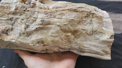 Petrified Wood Log