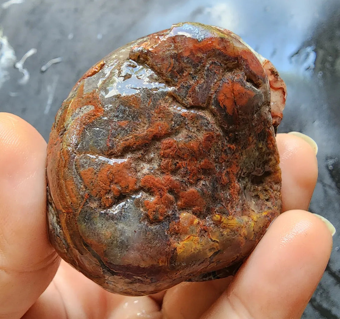 Stromatolite Fossil Agate