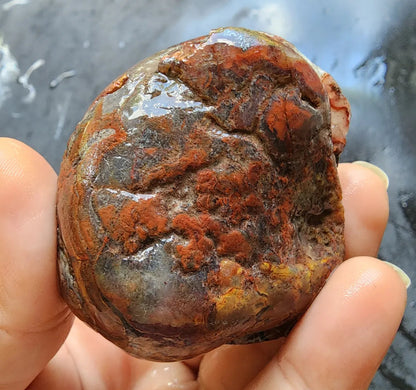 Stromatolite Fossil Agate