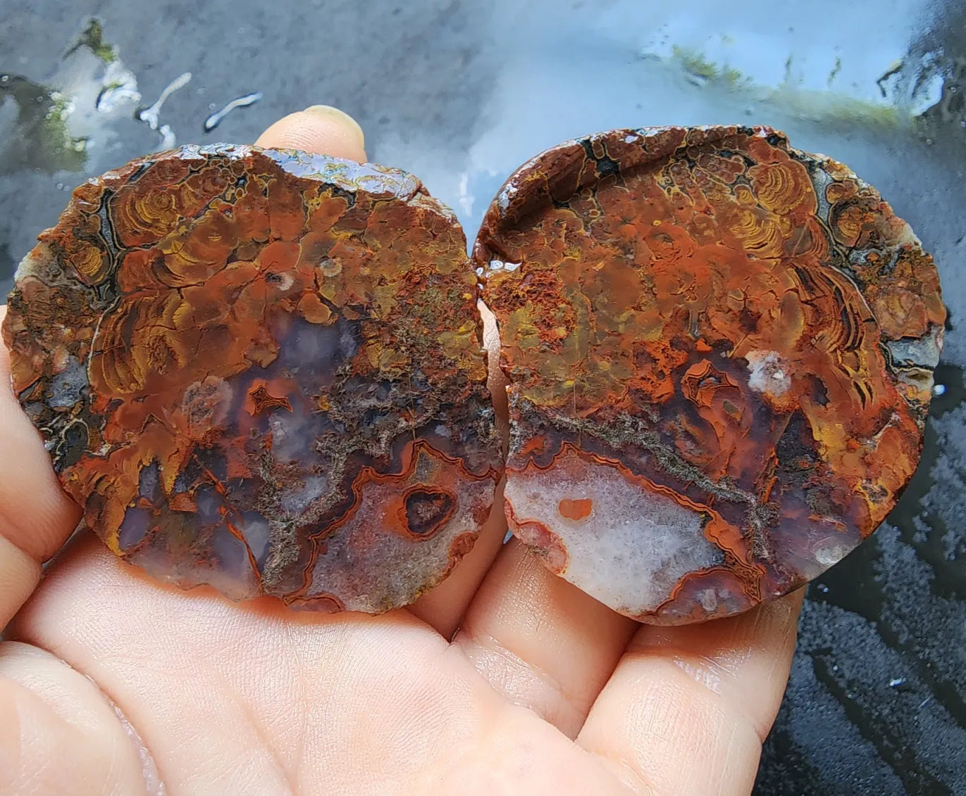 Stromatolite Fossil Agate
