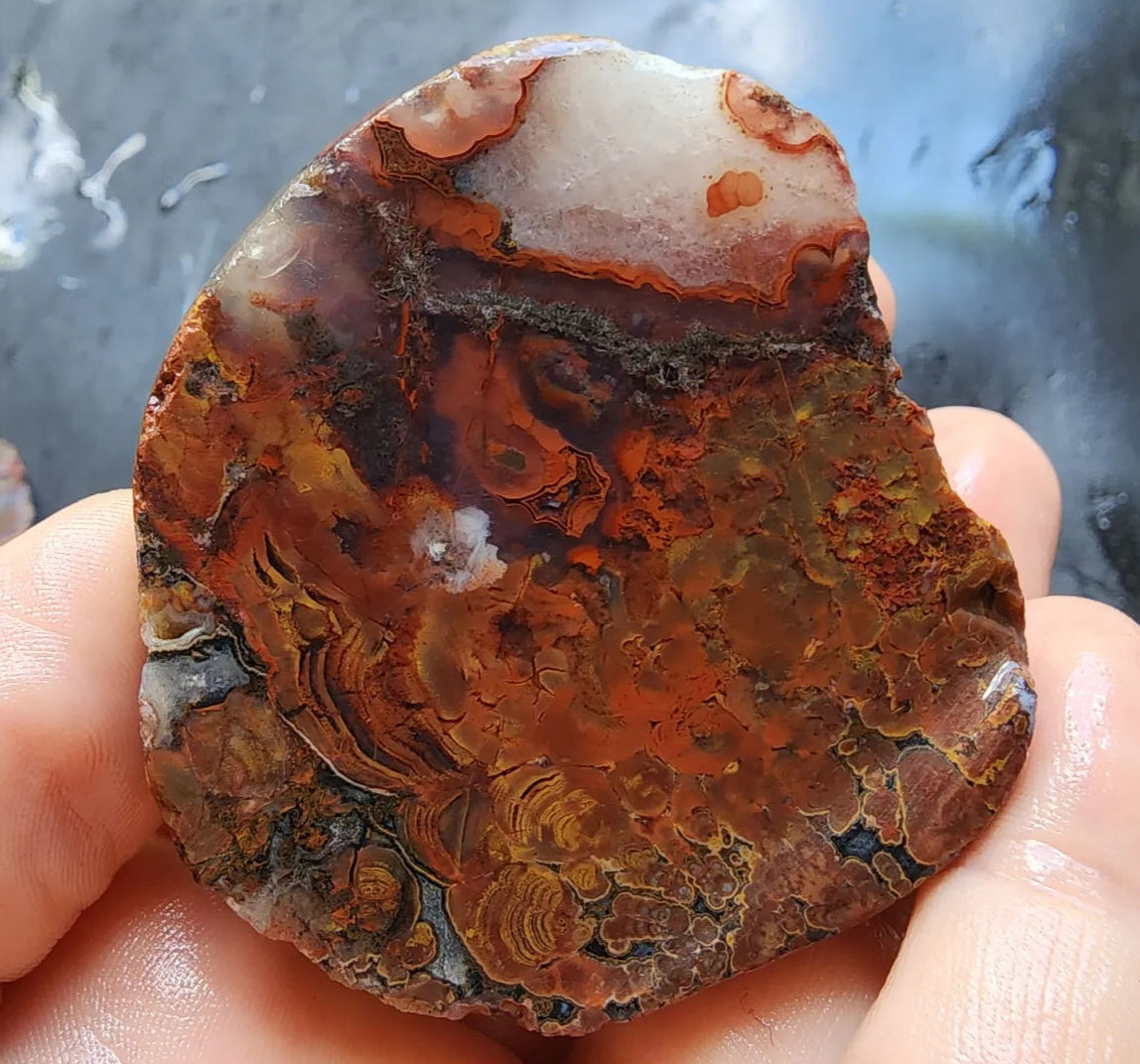 Stromatolite Fossil Agate