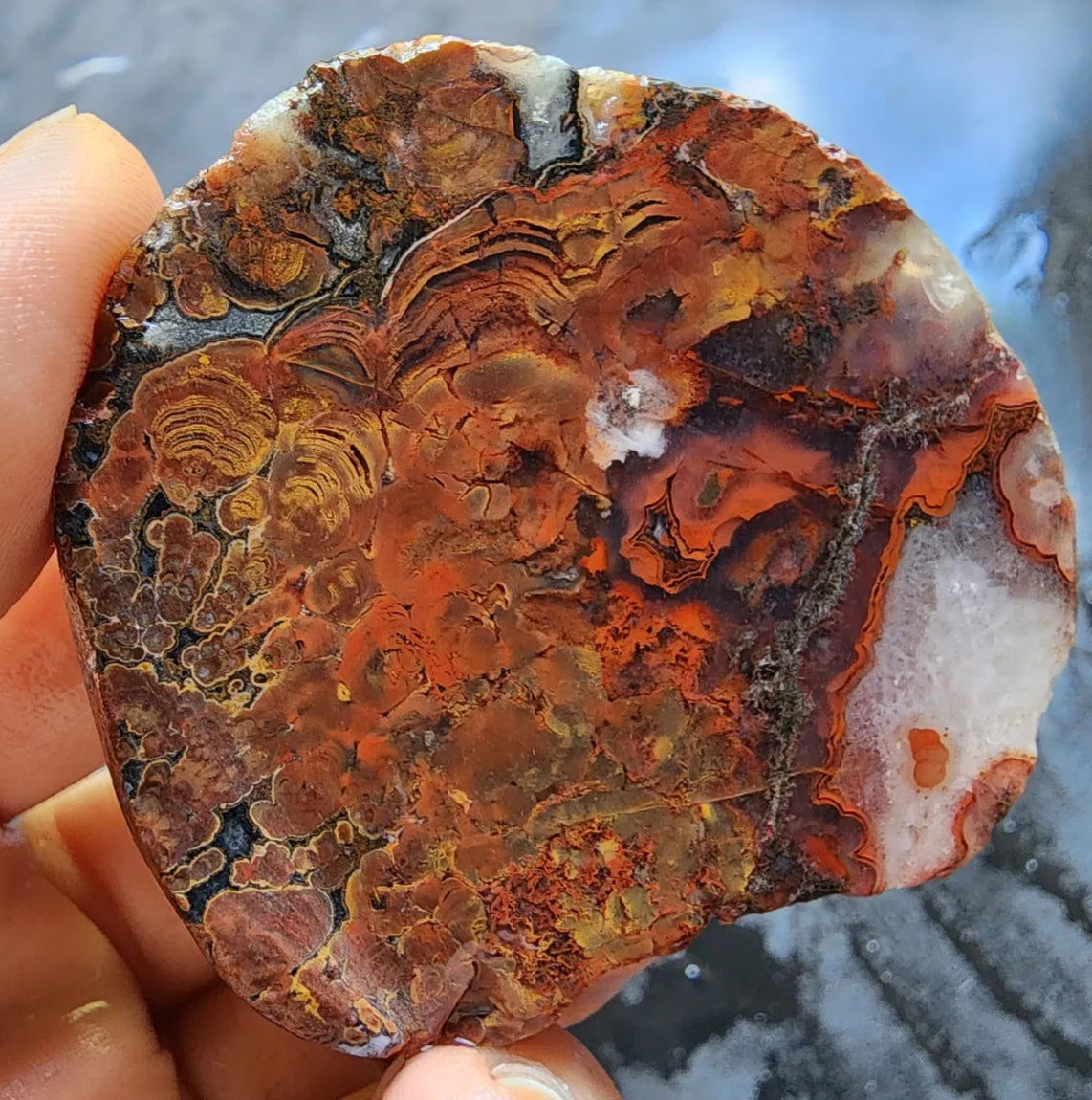 Stromatolite Fossil Agate