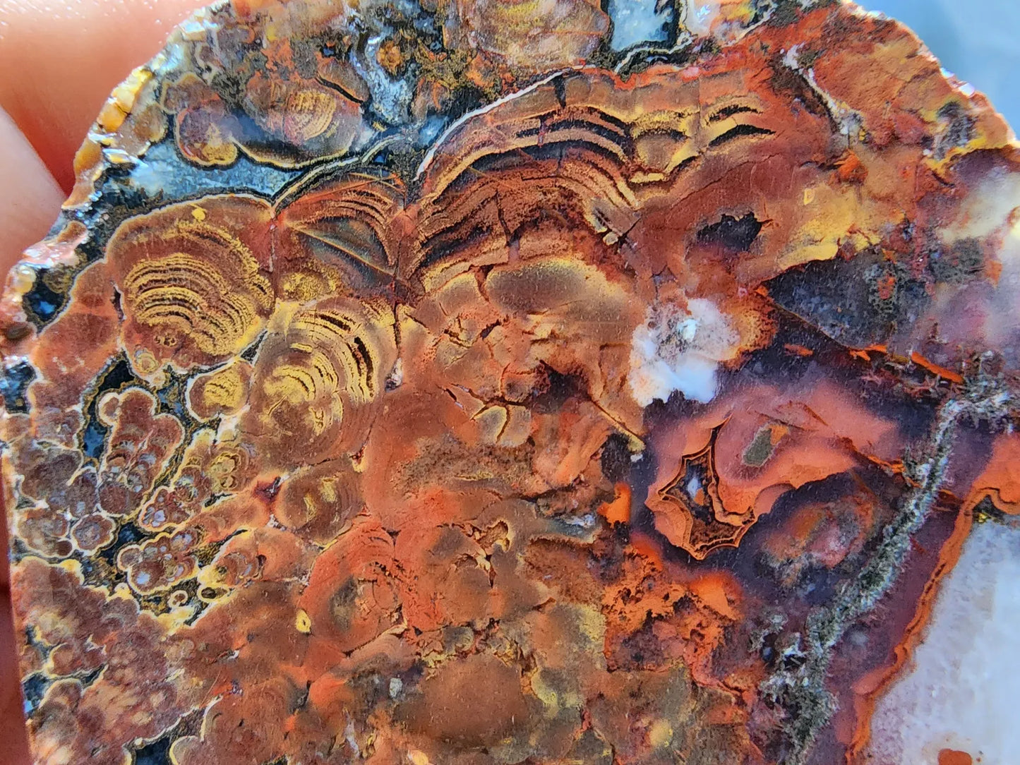 Stromatolite Fossil Agate