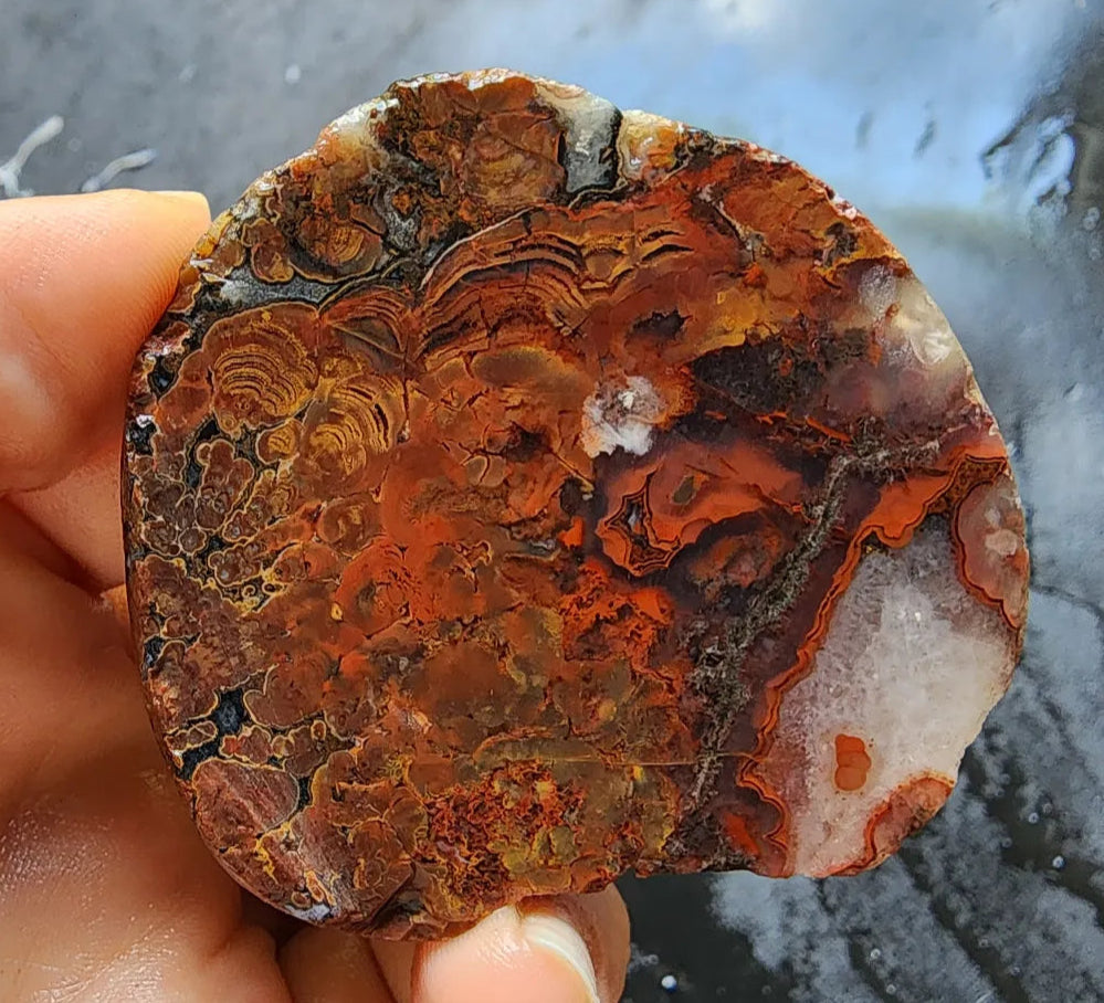 Stromatolite Fossil Agate