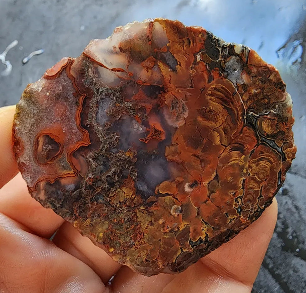 Stromatolite Fossil Agate
