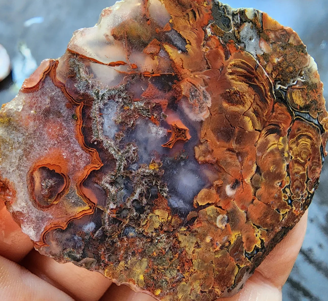 Stromatolite Fossil Agate