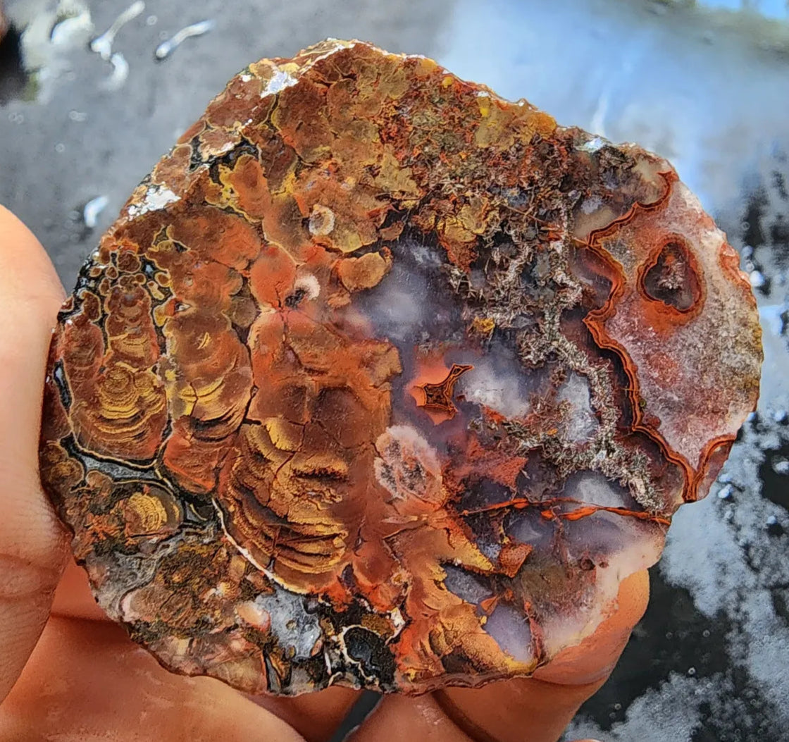Stromatolite Fossil Agate