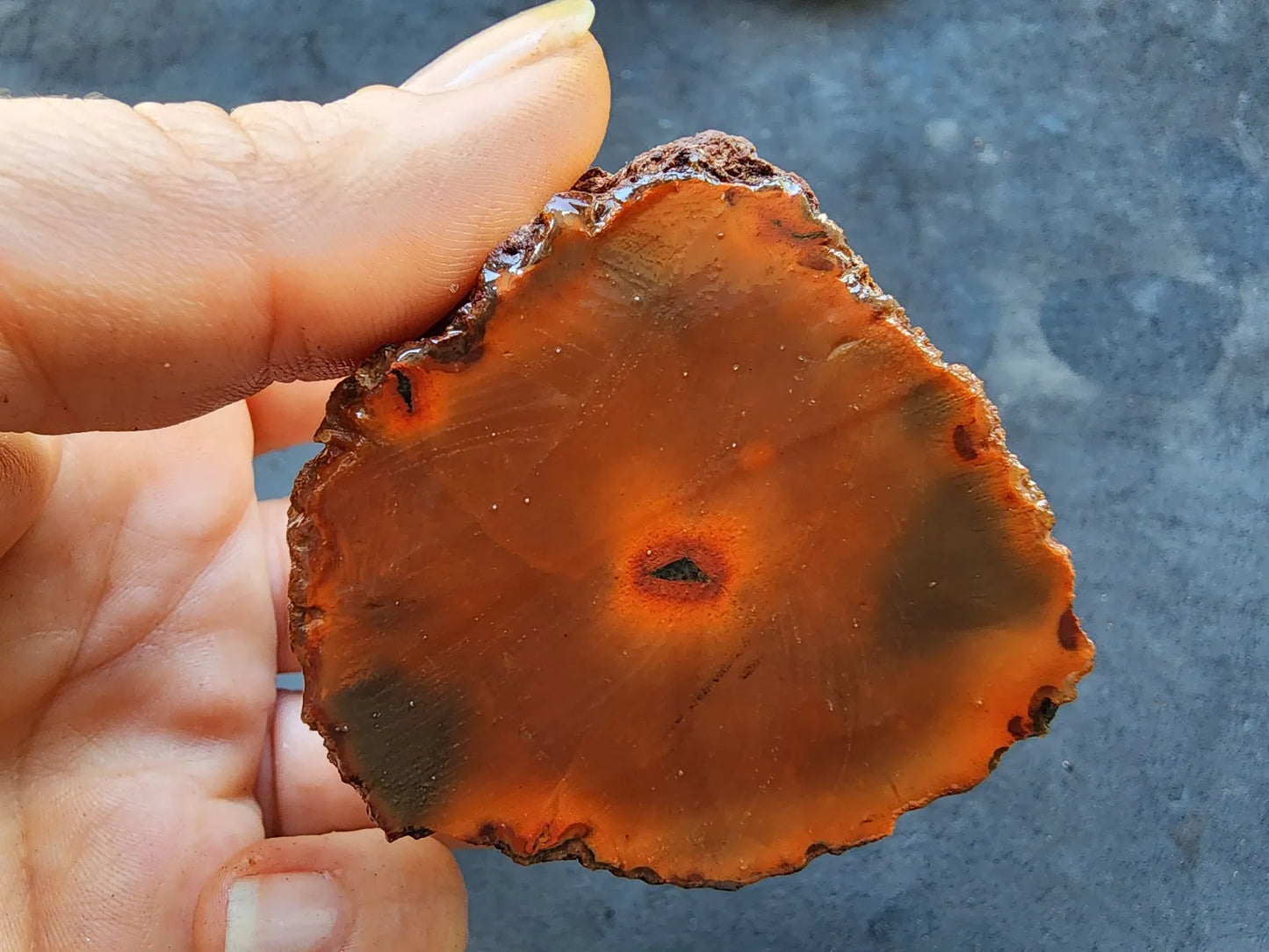 Red Agate - Black Sea Agate