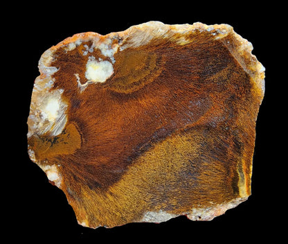 Sagenite Agate Pair