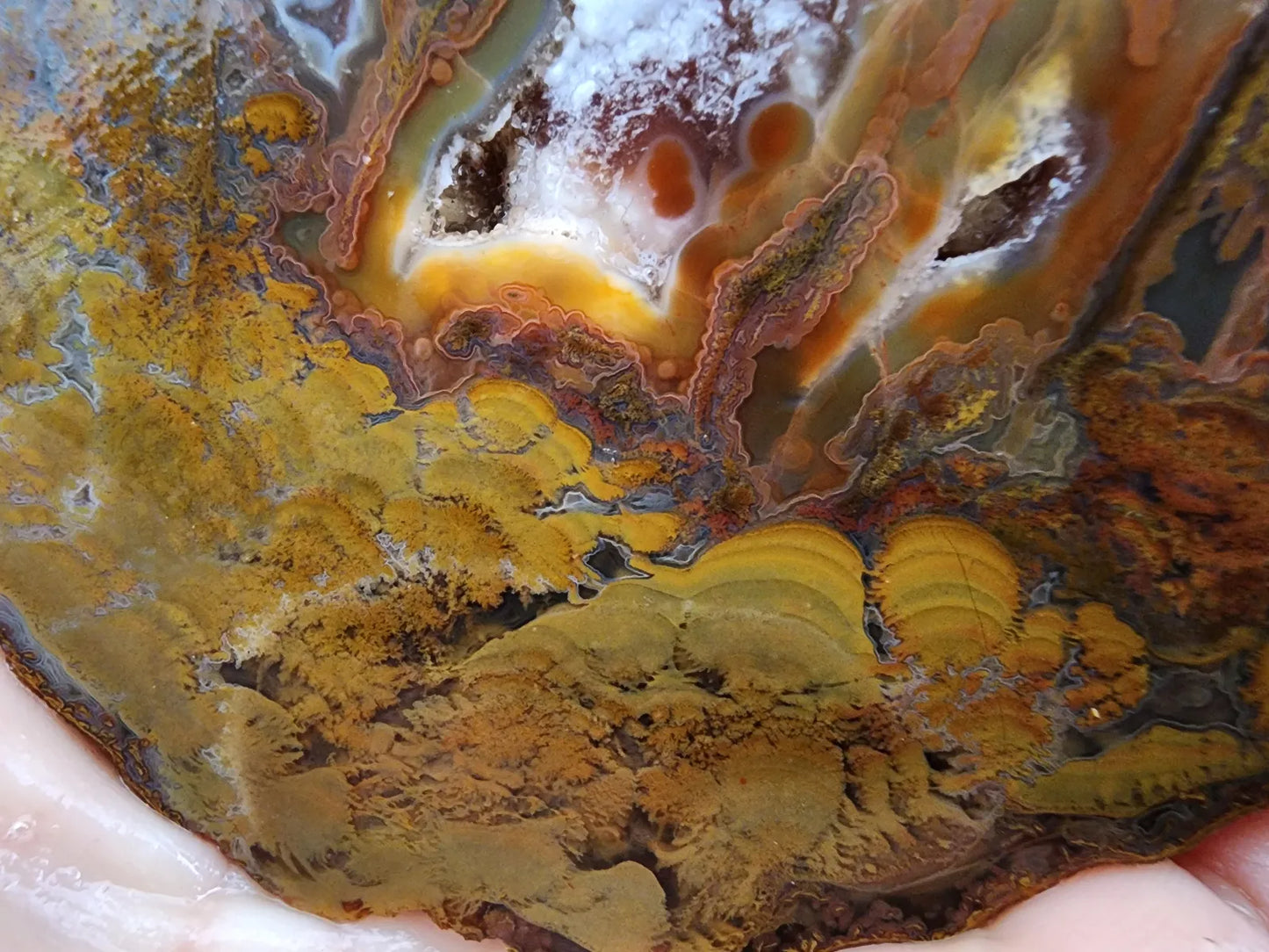 Stromatolite Fossil Agate