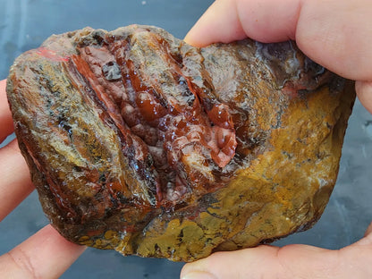 Stromatolite Fossil Agate