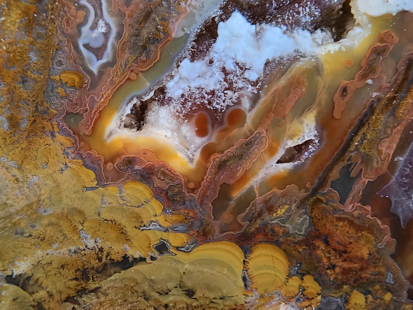 Stromatolite Fossil Agate