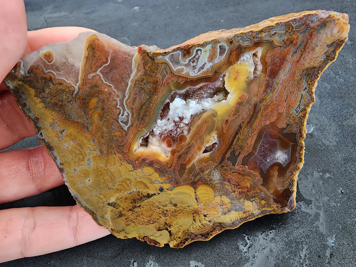 Stromatolite Fossil Agate