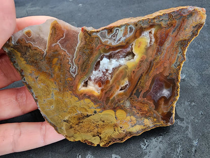 Stromatolite Fossil Agate