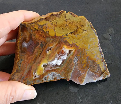 Stromatolite Fossil Agate