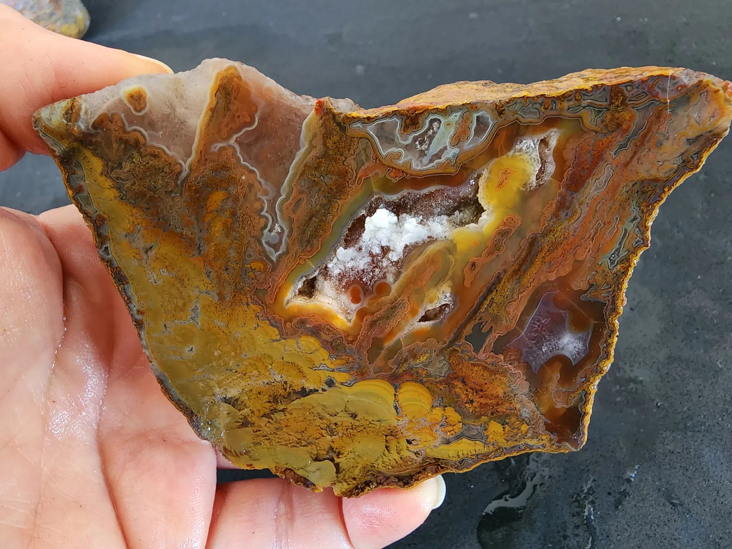 Stromatolite Fossil Agate