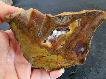 Stromatolite Fossil Agate