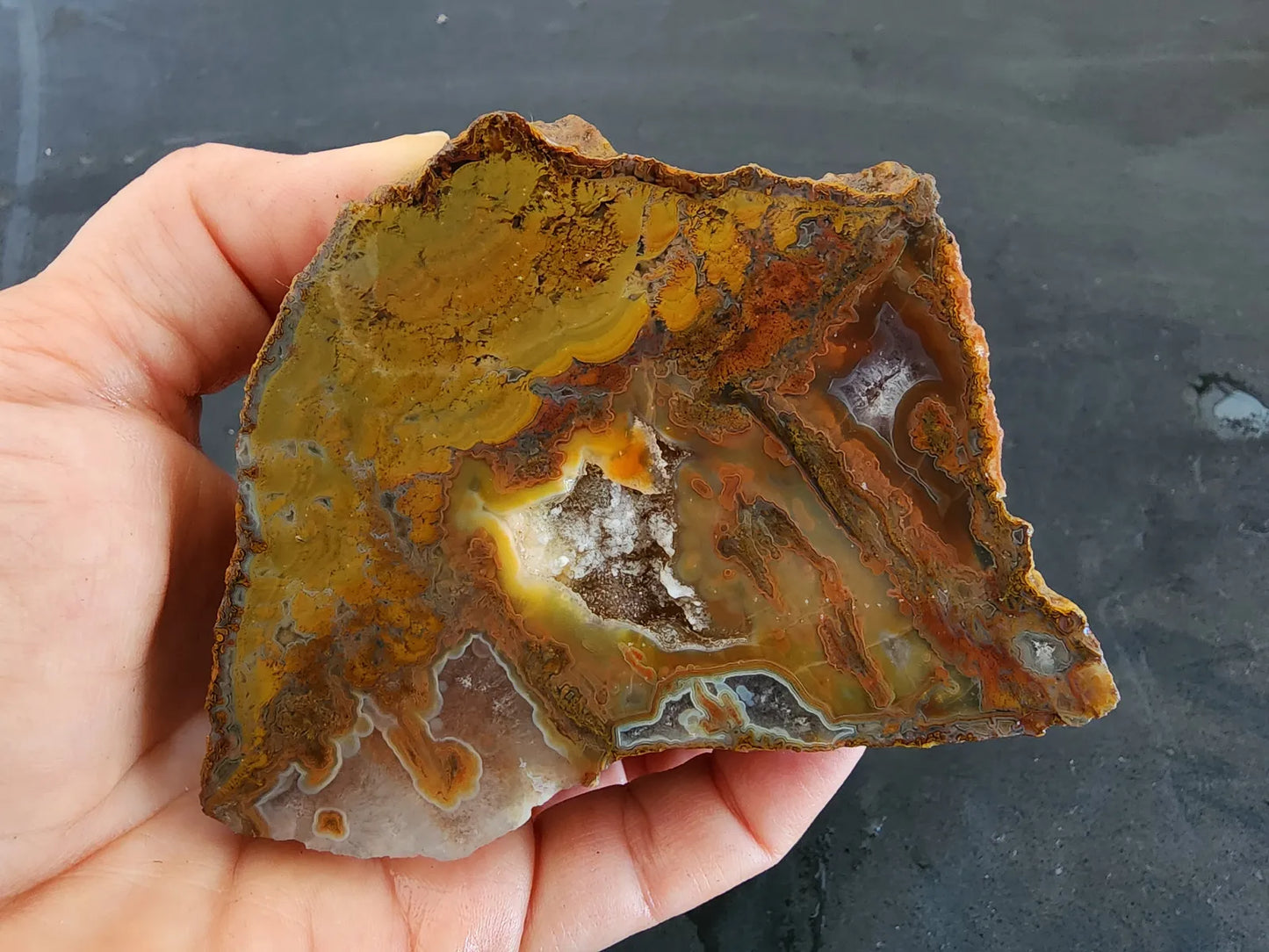 Stromatolite Fossil Agate