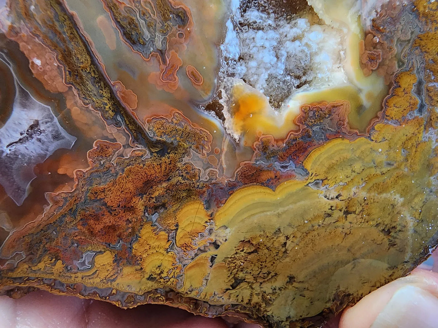 Stromatolite Fossil Agate