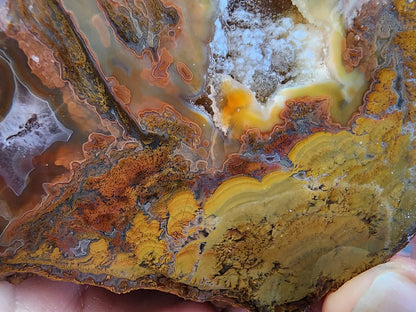 Stromatolite Fossil Agate