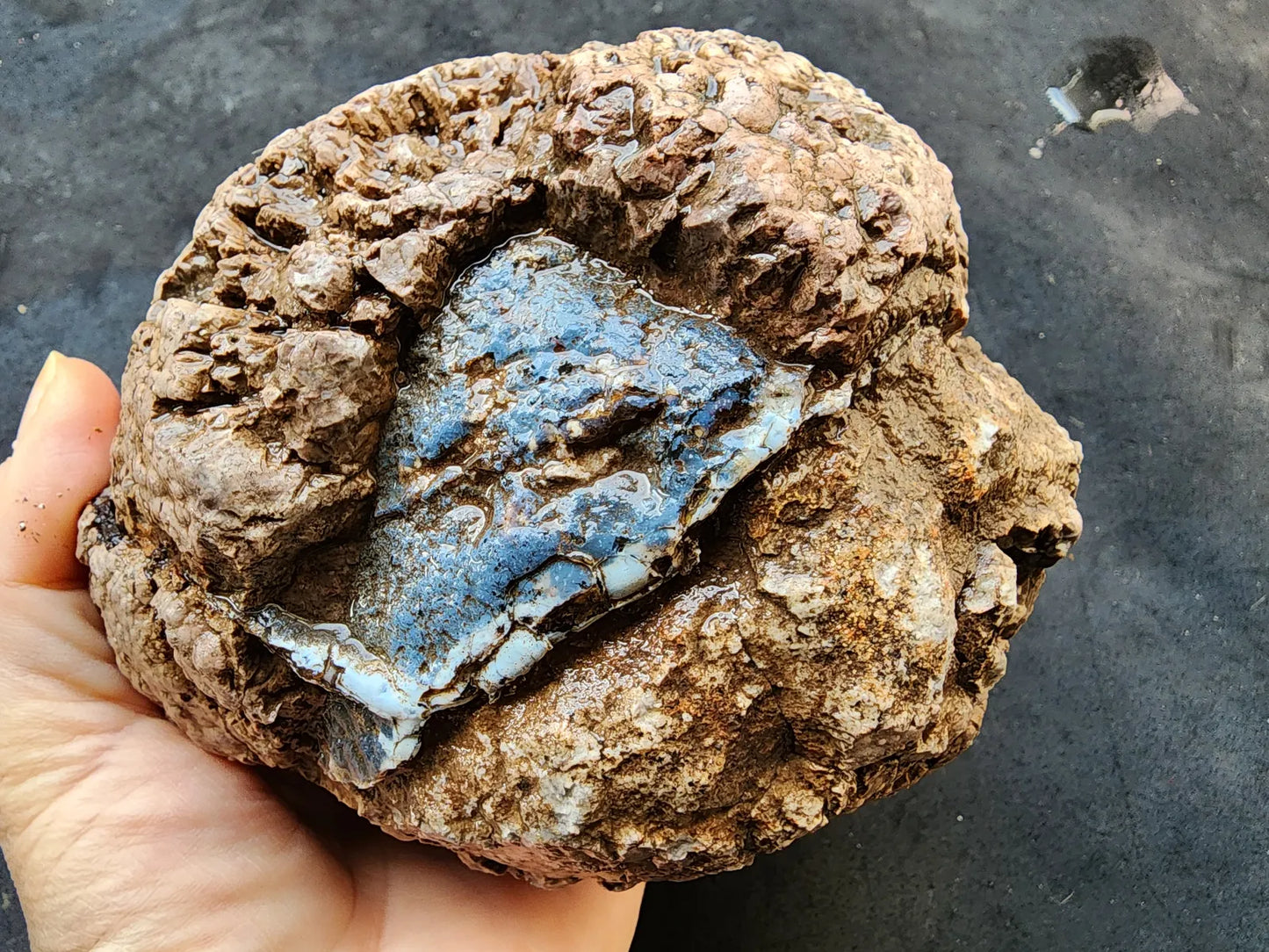 Uncut Thunder Egg - 3.7 Ibs