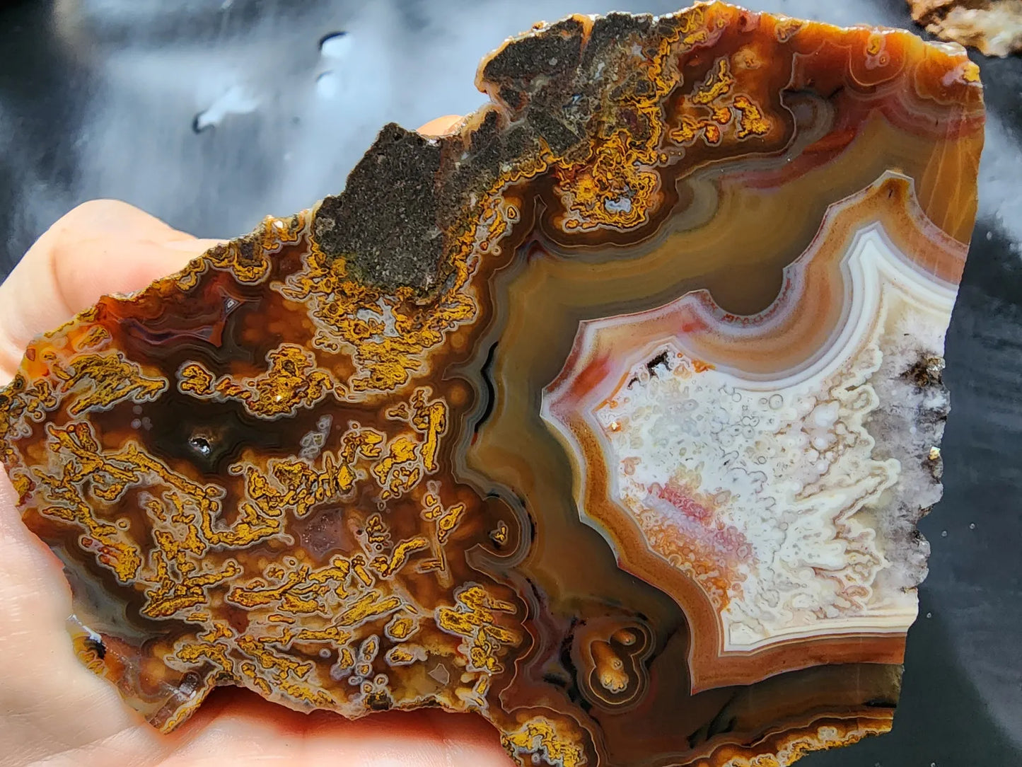 Plume Agate Pair