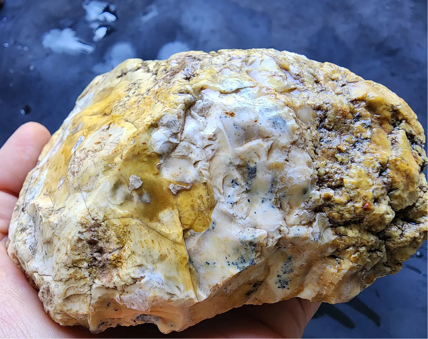 Opalized  Wood