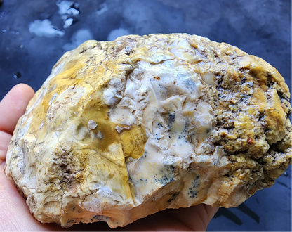 Opalized  Wood