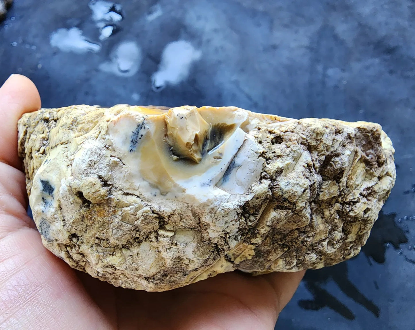 Opalized  Wood