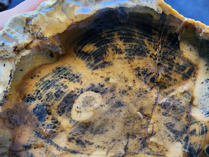 Opalized  Wood