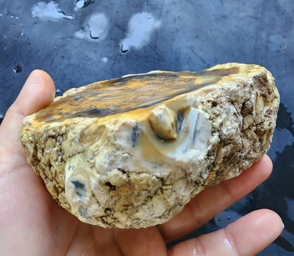 Opalized  Wood