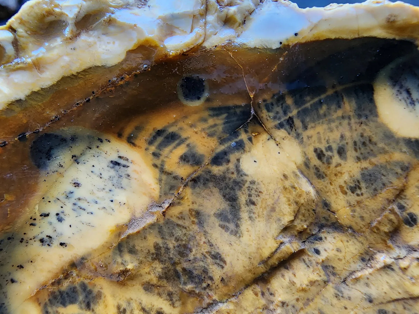 Opalized  Wood
