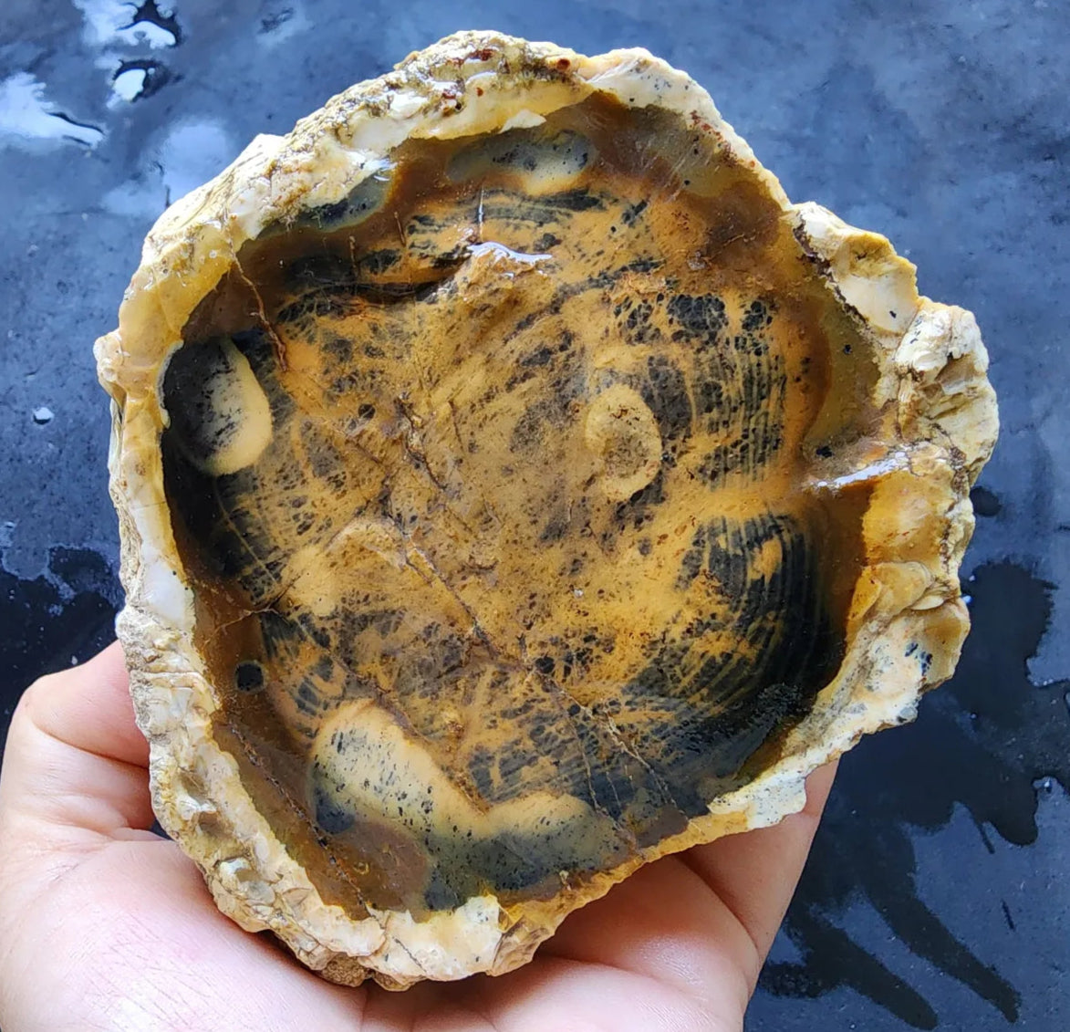 Opalized  Wood