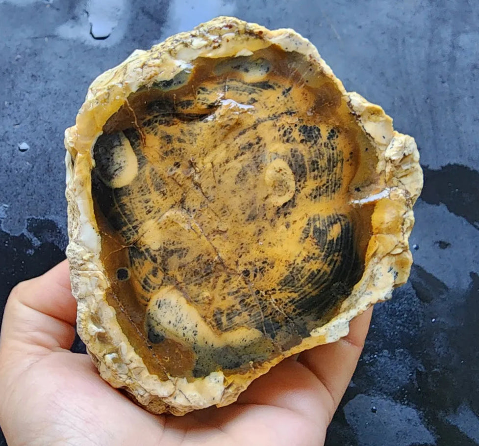 Opalized  Wood