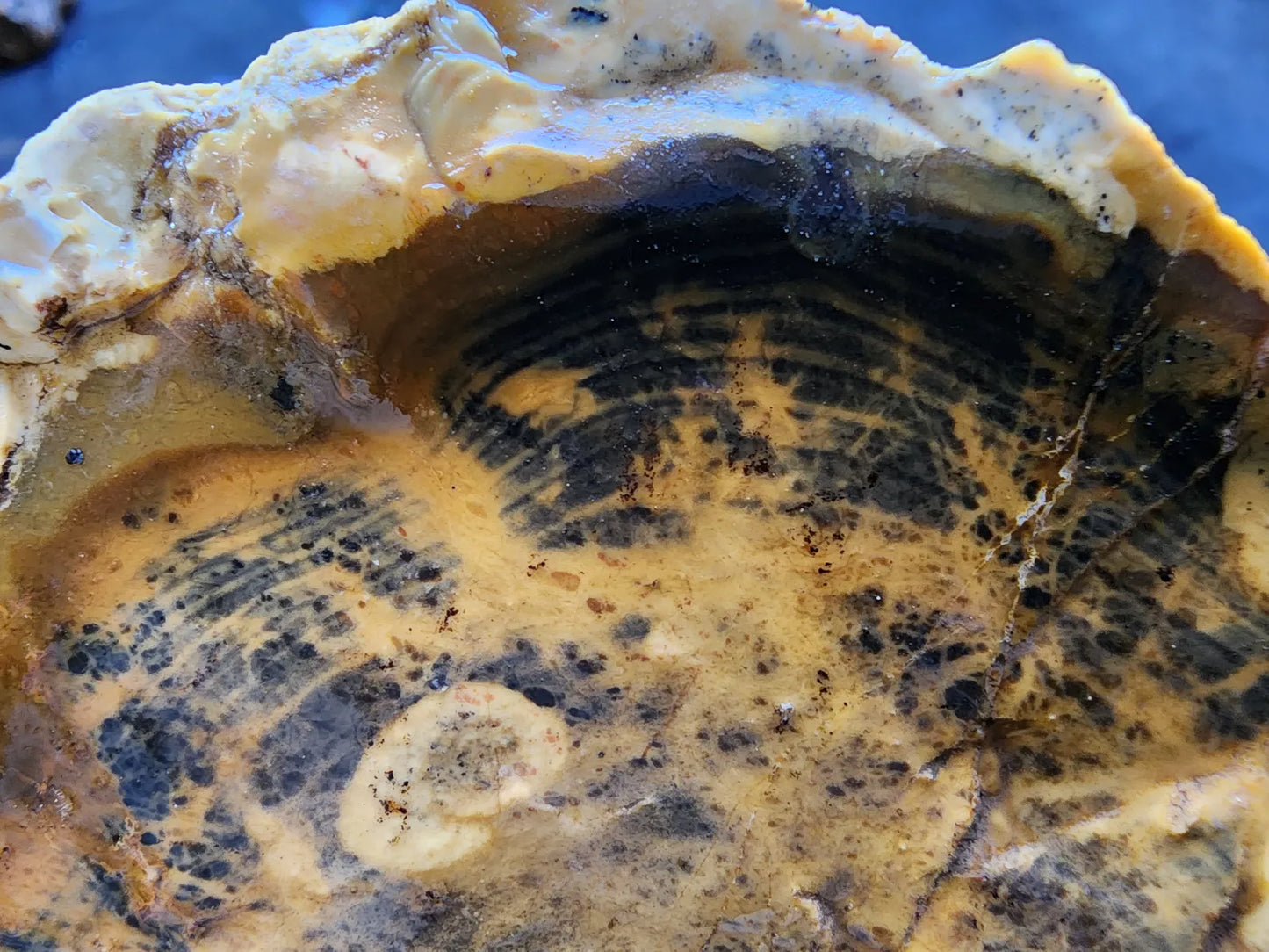 Opalized  Wood