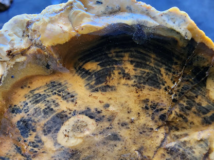 Opalized  Wood