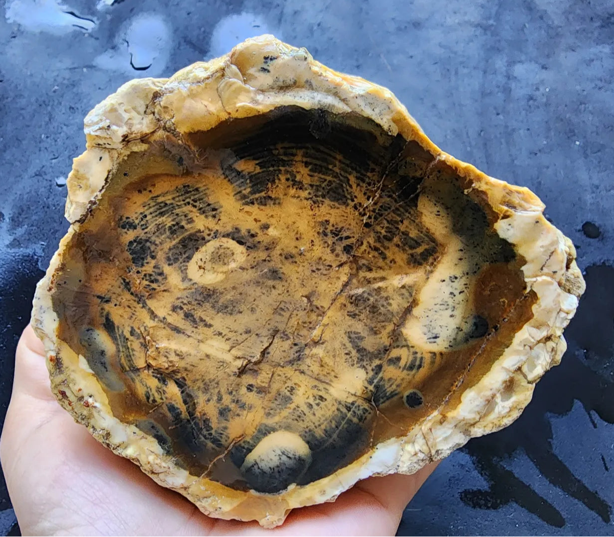 Opalized  Wood